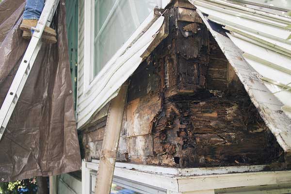 Dry Rot Repairs